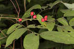 Southern spicebush <BR>Pondberry